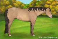 Horse Color:Amber Champagne 
