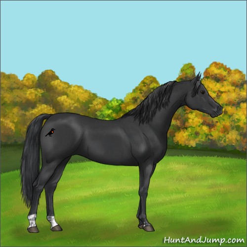 Horse Color:Black  and Black 