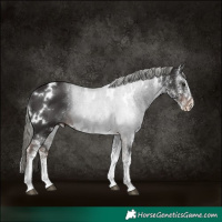 Horse Color:White Spotted Liver Chestnut Mushroom Rabicano 
