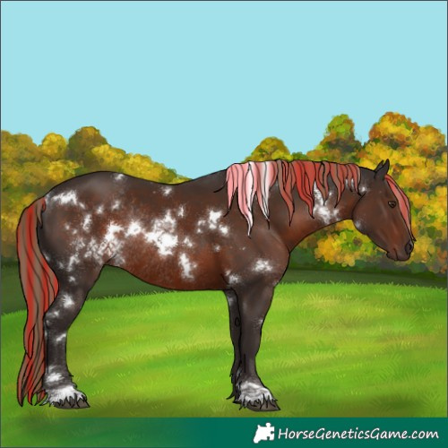 Horse Color:Painted White Spotted Liver Chestnut Rabicano 
