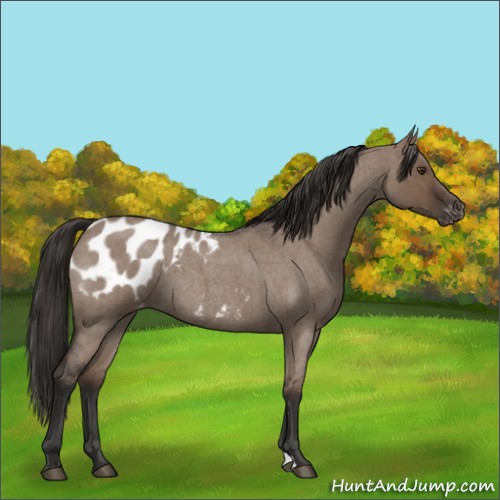 Horse Color:Liver Red Dun Roan Appaloosa 