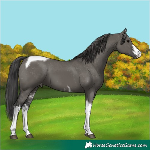 Horse Color:White Spotted Grullo Tobiano Appaloosa 