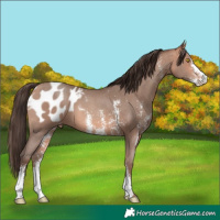 Horse Color:Sable Champagne Sabino Blanket 