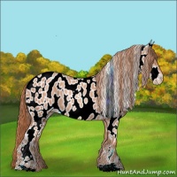 Horse Color:Gold Champagne Appaloosa 
