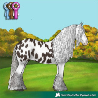 Horse Color:Liver Chestnut Mushroom Appaloosa Rabicano 