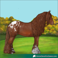 Horse Color:Chestnut Sabino Appaloosa Rabicano 