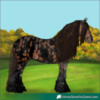 Horse Color:Void Bay Sabino Appaloosa 