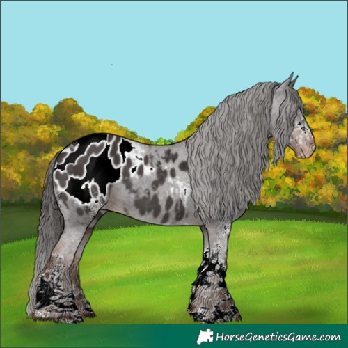 Horse Color:White Spotted Liver Chestnut Tobiano Appaloosa 