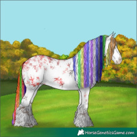 Horse Color:Painted White Spotted Liver Chestnut Splash Appaloosa 