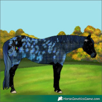 Horse Color:ERROR: UNKNOWN ANOMALY