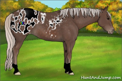 Horse Color:Silver Black Appaloosa 