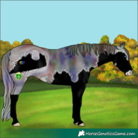 Horse Color:ERROR: UNKNOWN ANOMALY