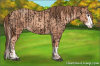 Horse Color:Liver Chestnut Sabino Splash Appaloosa  and Gold Champagne Sabino Splash Appaloosa 