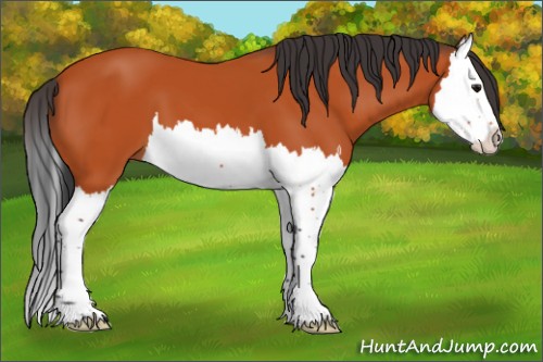 Horse Color:Bay Splash