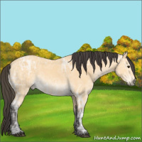 Horse Color:Buckskin Ice 