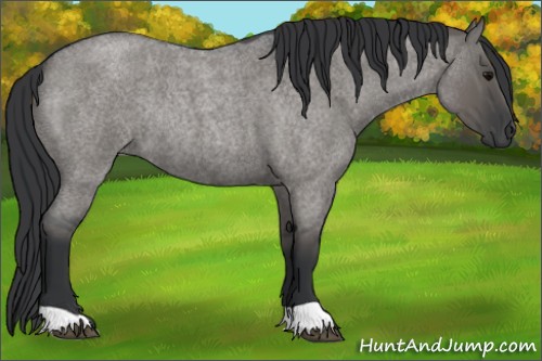 Horse Color:Grullo Roan Rabicano