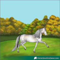 Horse Color:Gray Brown Ice Onyx