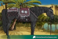 Horse Color:Black and Black