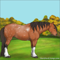 Horse Color:Bay Tobiano 