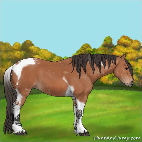 Horse Color:Bay Tobiano 