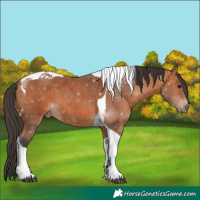 Horse Color:Bay Tobiano 