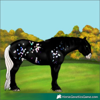 Horse Color:Gold Champagne Ice Dun Tobiano Appaloosa Rabicano 