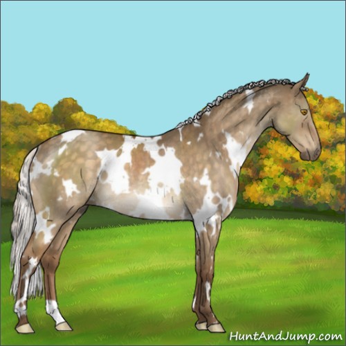 Horse Color:White Spotted Silver Buckskin Dun Mushroom Rabicano Brindle 