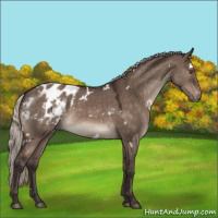 Horse Color:White Spotted Silver Brown Dun Mushroom Appaloosa Rabicano 