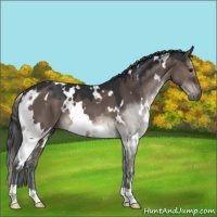 Horse Color:White Spotted Brown Dun Mushroom 
