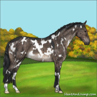 Horse Color:White Spotted Brown Dun Mushroom Brindle 