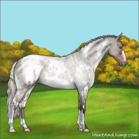 Horse Color:White Spotted Silver Brown Dun Mushroom Appaloosa 