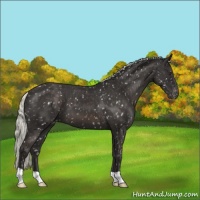 Horse Color:Liver Chestnut Mushroom Snowflake Varnish 