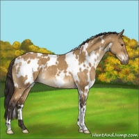 Horse Color:White Spotted Buckskin Dun Mushroom 