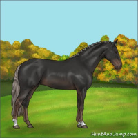 Horse Color:Liver Chestnut Mushroom 