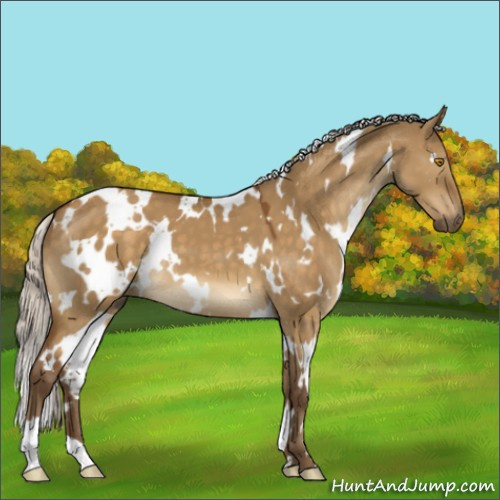 Horse Color:White Spotted Silver Buckskin Dun Mushroom