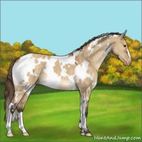 Horse Color:White Spotted Buckskin Dun Mushroom Varnish 
