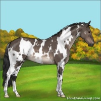 Horse Color:White Spotted Brown Dun Mushroom 
