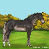 Horse Color:Liver Chestnut Mushroom 