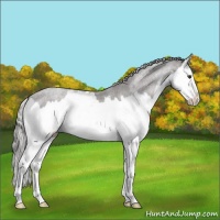 Horse Color:Liver Chestnut Mushroom Splash 