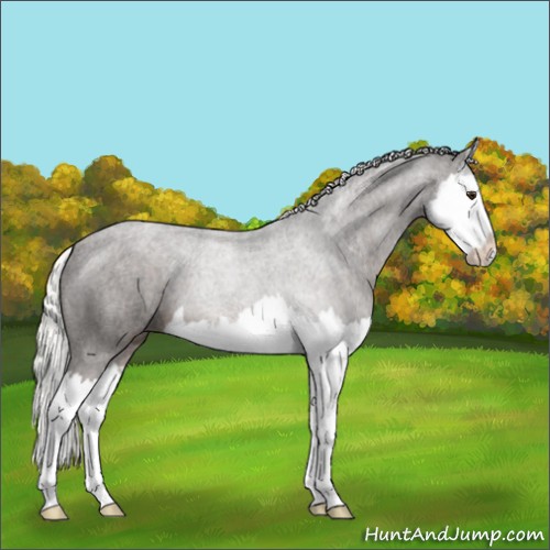 Horse Color:Liver Chestnut Mushroom Splash