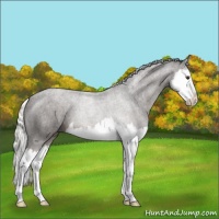 Horse Color:Liver Chestnut Mushroom Splash 