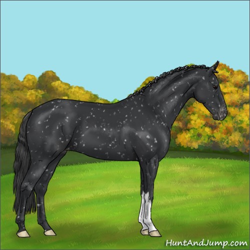 Horse Color:Black Appaloosa 