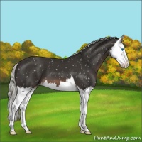 Horse Color:Liver Chestnut Mushroom Splash Snowflake Varnish 