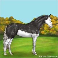 Horse Color:Liver Chestnut Mushroom Splash Snowflake Varnish