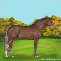 Horse Color:Liver Chestnut Mushroom 