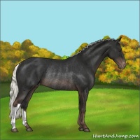 Horse Color:Liver Chestnut Mushroom Varnish Rabicano 