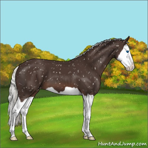 Horse Color:Liver Chestnut Mushroom Splash Appaloosa 