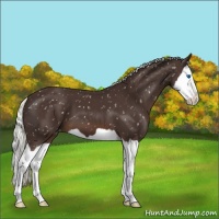 Horse Color:Liver Chestnut Mushroom Splash Snowflake Varnish 