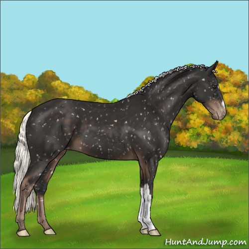 Horse Color:Liver Chestnut Mushroom Appaloosa 