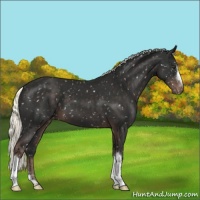 Horse Color:Liver Chestnut Mushroom Snowflake Varnish 